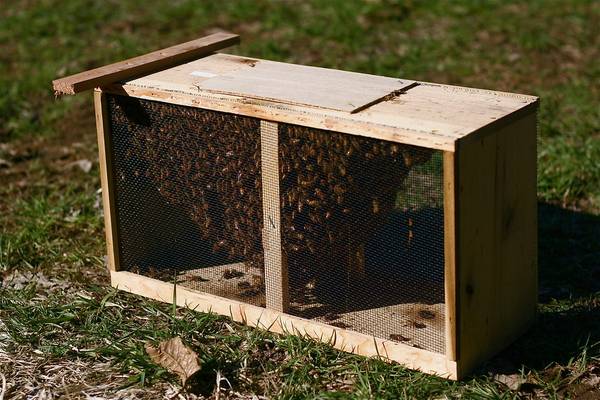 March 30th 2024 Russian Hybrid Package Bees